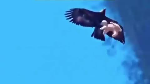 Animal: Bird of Prey carrying a poodle