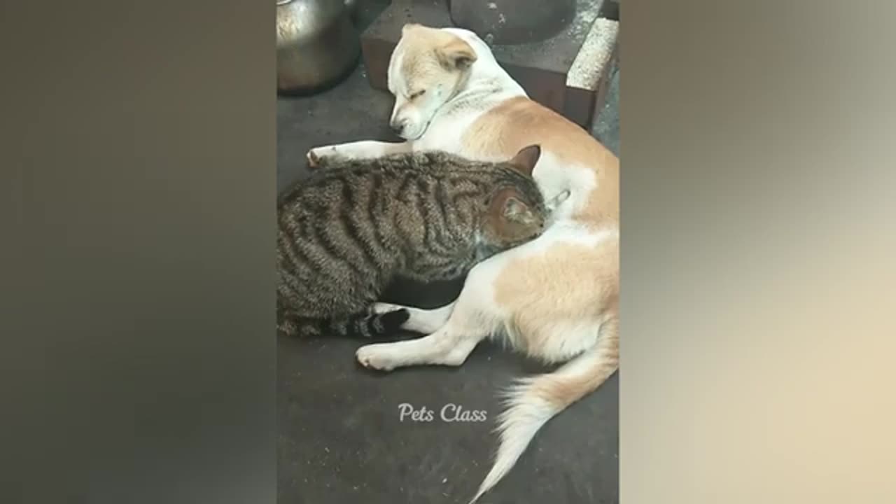 Funny Cat Video Cat Lovers