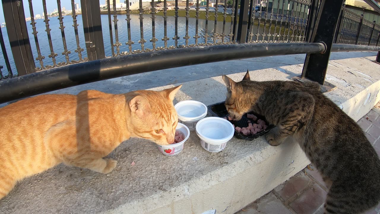 ED SHEERAN & MICHAEL JACKSON - Homeless cats in Ras Al Khaimah, UAE #cat #EdSheeran #MichaelJackson