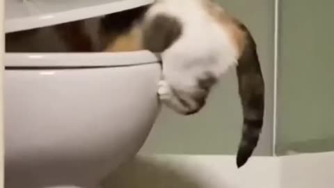 Amazing funny cats video 🤩😁