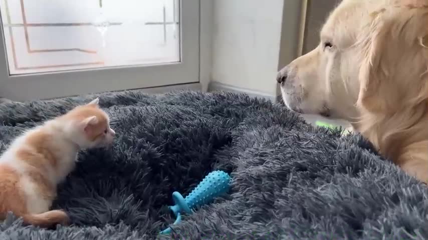 Tiny Kitten Reacts to Golden Retriever