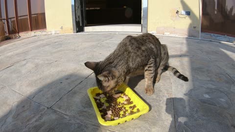 Homeless cat in Ras Al Khaimah, UAE: MICHAEL JACKSON #cat #cats #MichaelJackson #UAE #pets #pet #4u