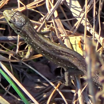 Small lizard on the riverbank