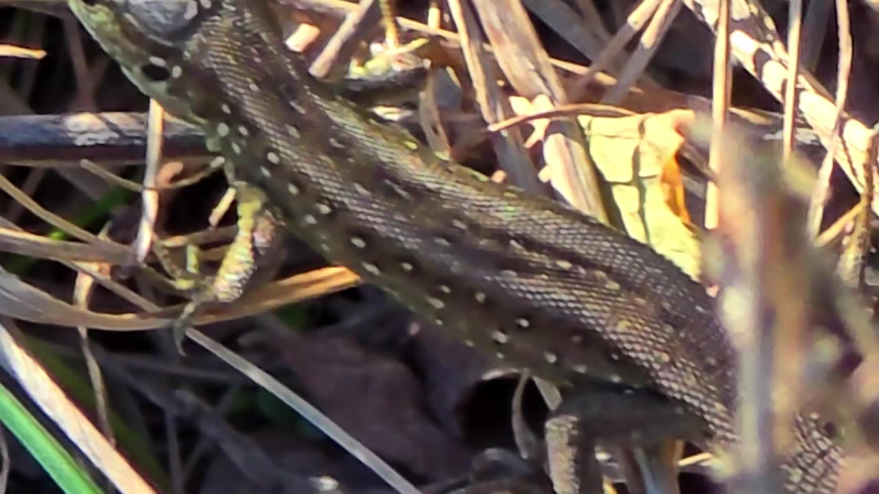 Small lizard on the riverbank