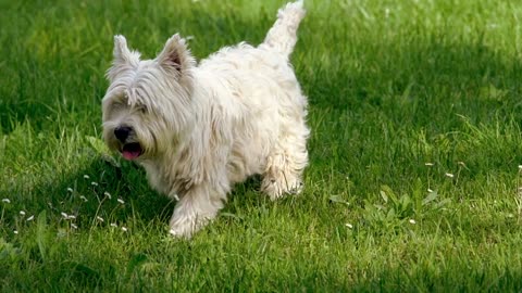 Adorable Dogs