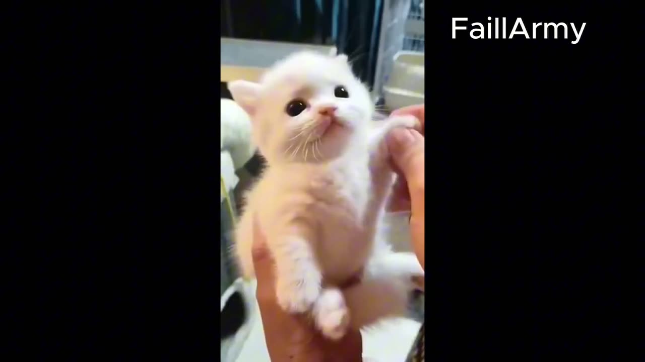 Adorable Cats Doing Funny Things | Short & Sweet!"