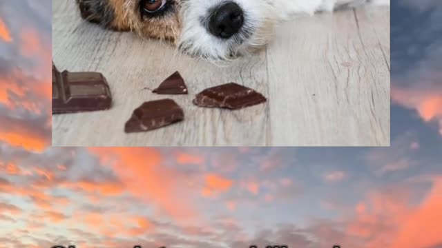 do you know if dog eat chocolate what will happen?