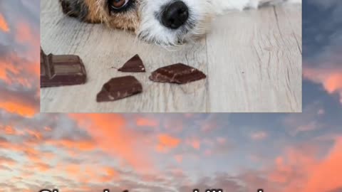do you know if dog eat chocolate what will happen?