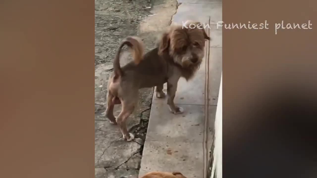 Funny animals