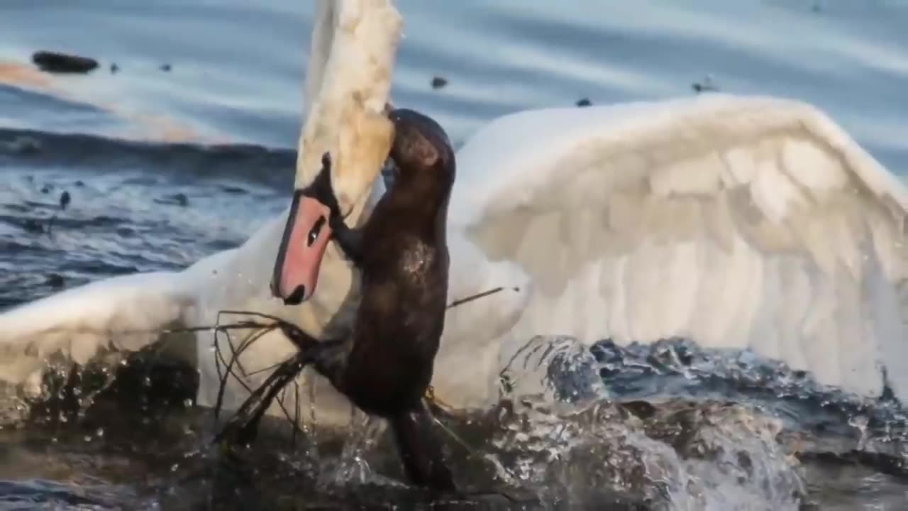 merciless mink attacks goose