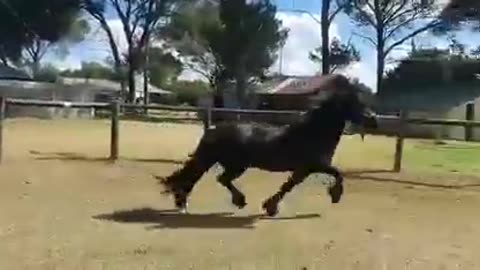 Friesian Horse