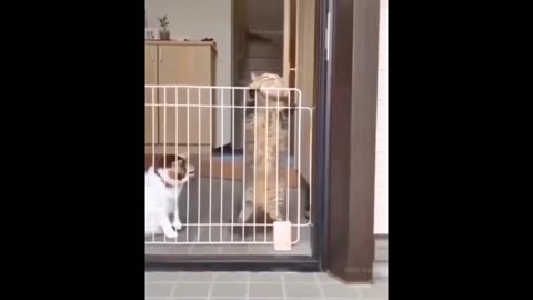 Funny animals