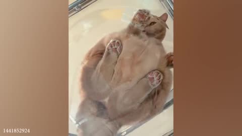 funny cats