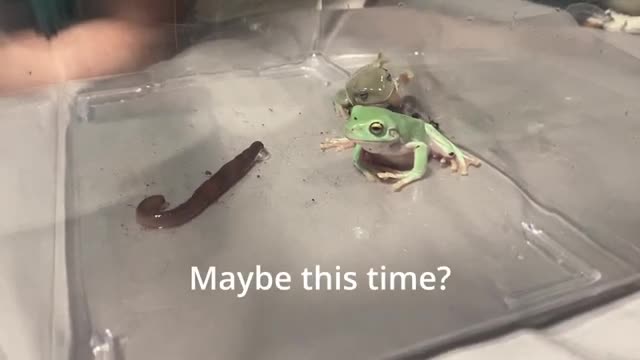 Frogs Slurping Down Worms Like Spaghetti