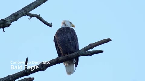 Bald Eagle