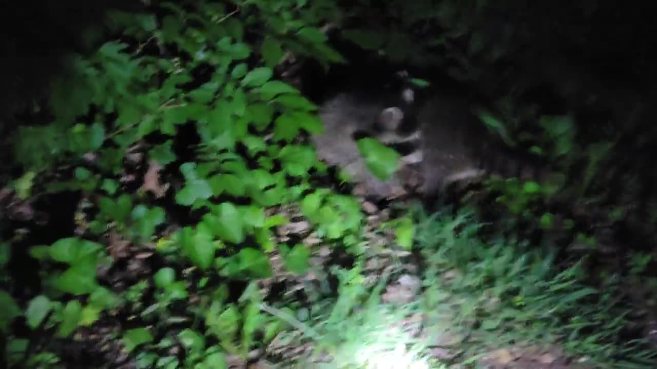 baby raccoons come visit me