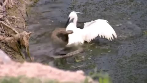 amazing jararaca snake attacks heron and gets hurt