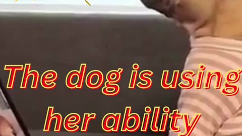 Intelligent Dog is searching Healthy Diet