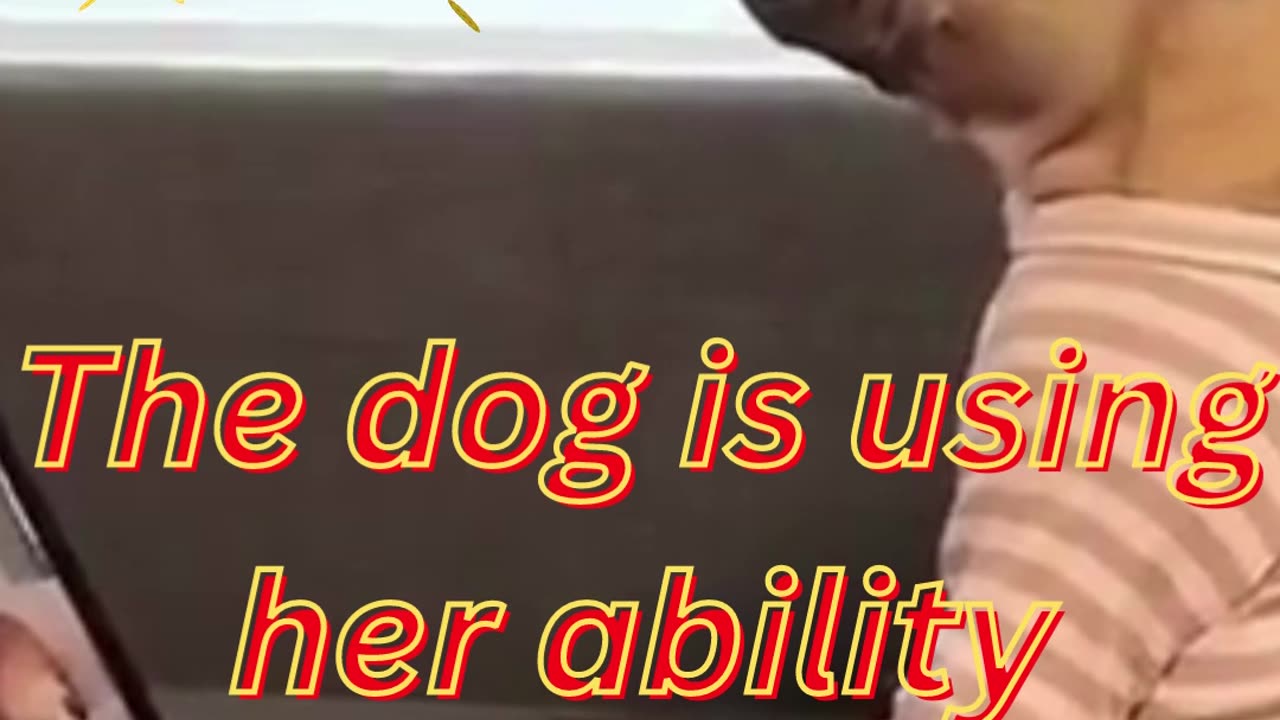 Intelligent Dog is searching Healthy Diet