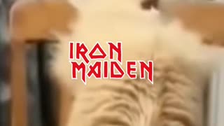 GATOS OUVINDO IRON MAIDEN