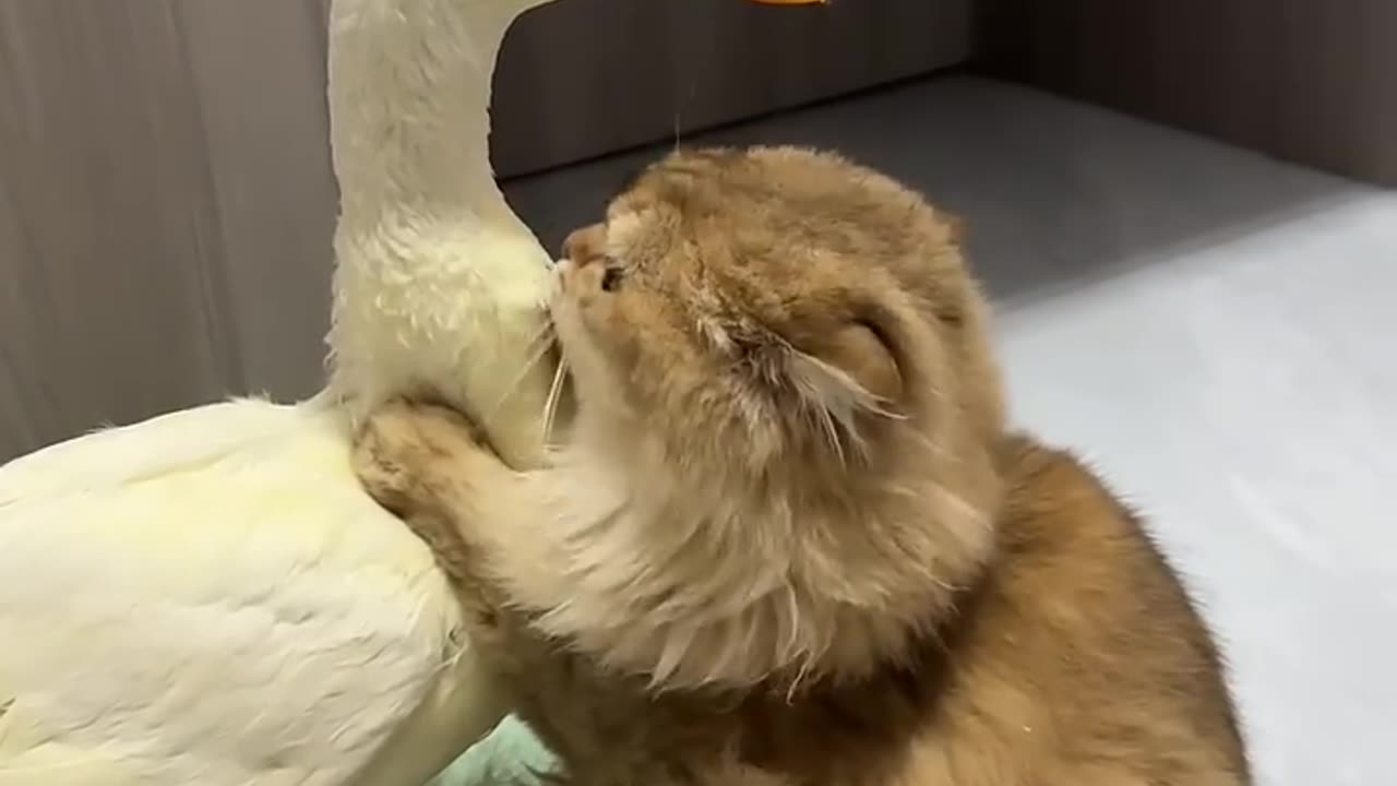 Cute duck and cat loving scene