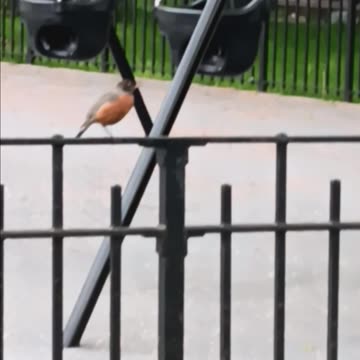 Robin video