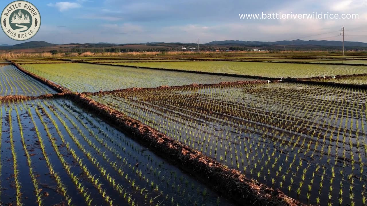 Exploring the Nutritional Bounty of Cultivated Wild Rice