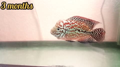 Flowerhorn fish (Kamfa F2) growth from 1 month to 1 year old