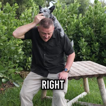 Is the Australian Cattle Dog the Right Dog for You?