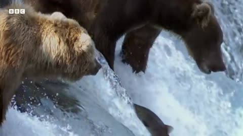 Fantastic Fish Feast for a Group of Grizzlies Earths Great Seasons BBC Earth_360P
