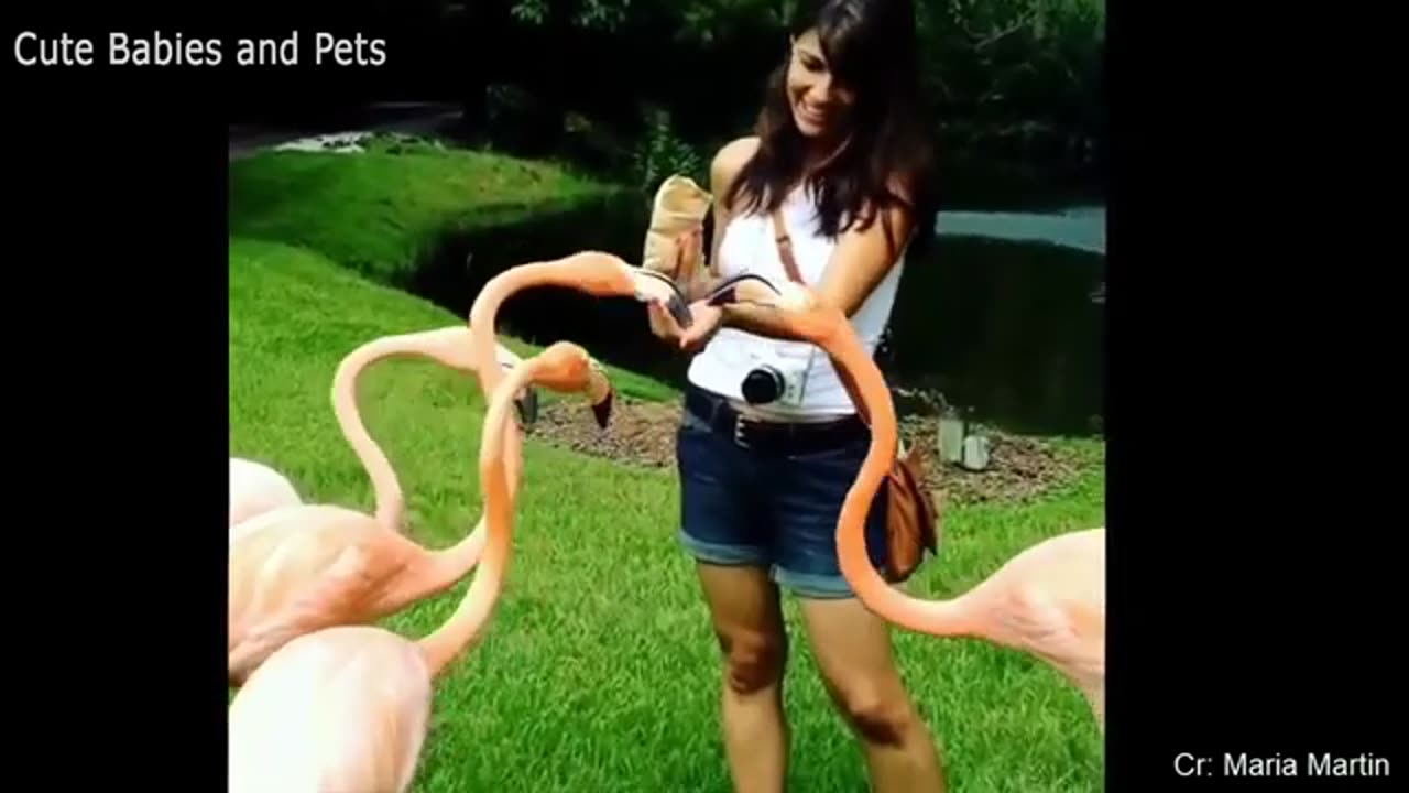 Funny Different Animals Chasing and Scaring People this yearš¤£