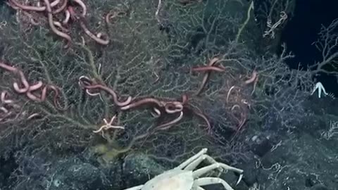 A team of oceanographers led by Schmidt Ocean Institute have discovered and mapped