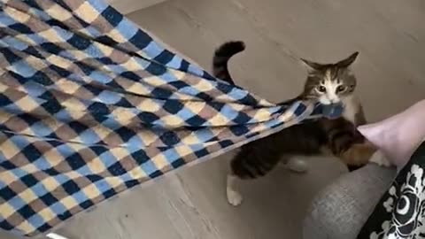 🙏❤🎉🎉🎉🎊🎊🎊️SWEET AND FUNNY ANIMALS SHOTS 🙏❤️❤️🎉🎉🎉🎊🎊🎊