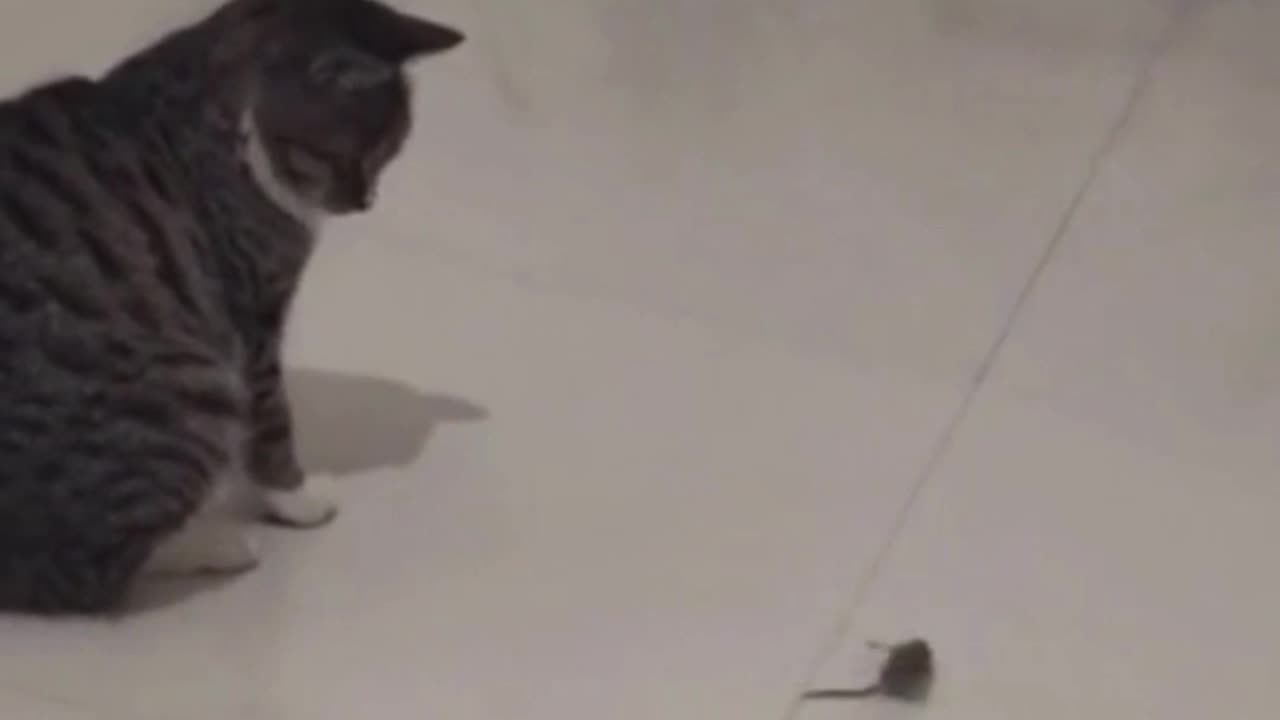 Dancing Mouse for Cat Owner