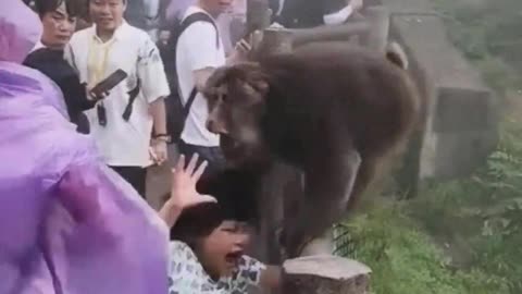 This monkey is too bad, it even bites people.