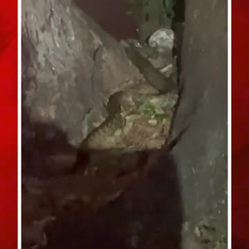 ఓయూలో పాము కలకలం #short #osmaniauniversity #snake | FBTV NEWS