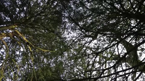Why Trees Are Taller Than They Need To Be
