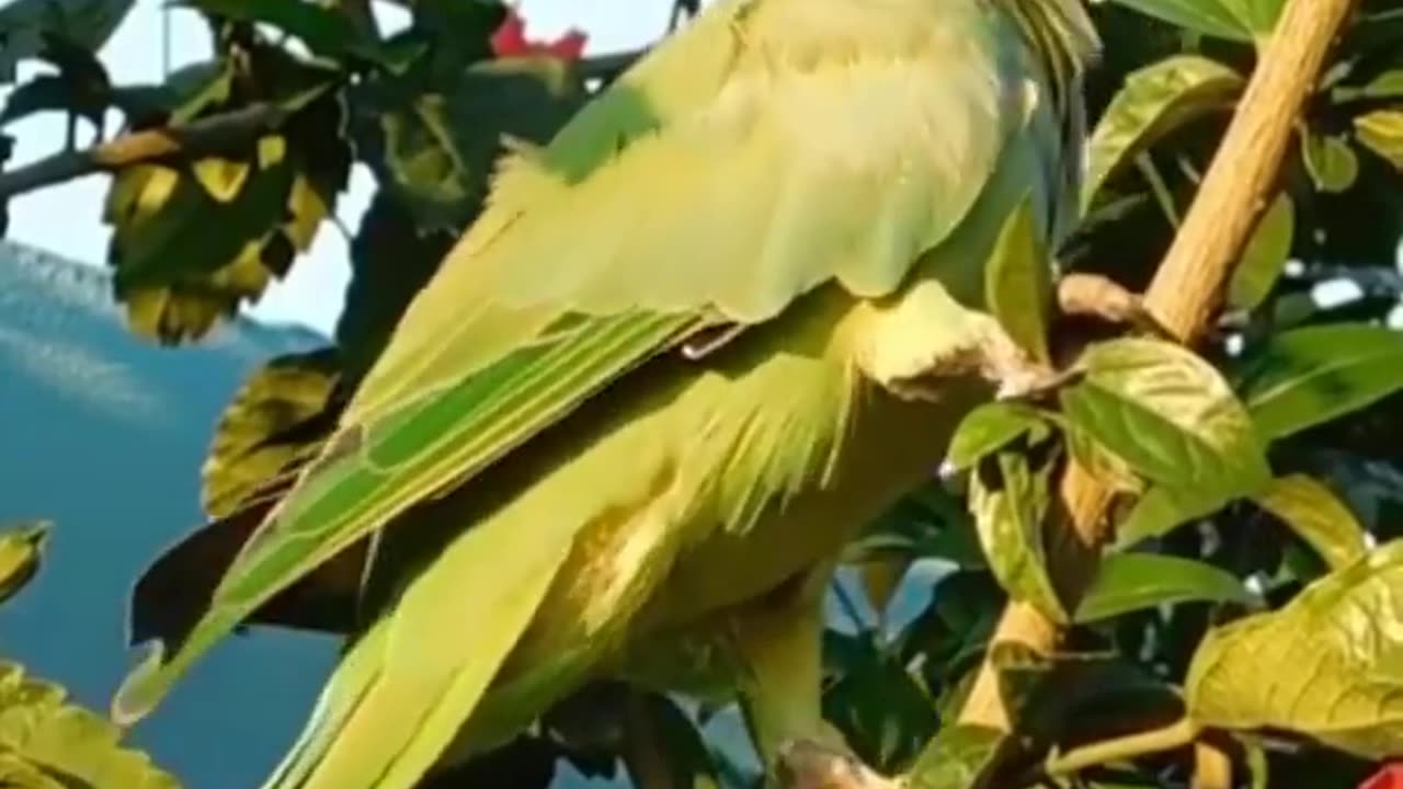 Wildlife
