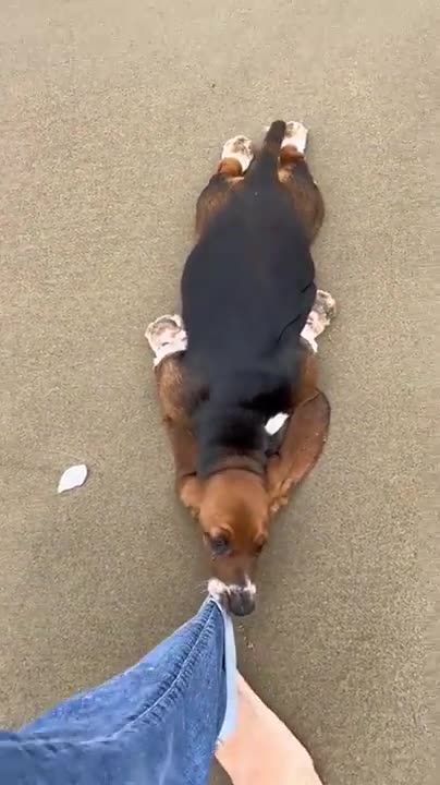 This dog doesn't want to leave the beach