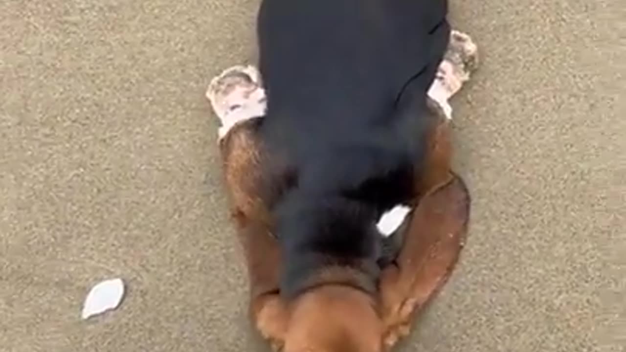 This dog doesn't want to leave the beach