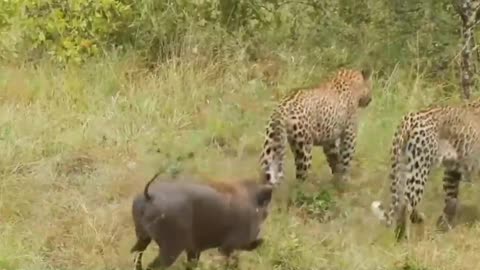 2 Leopards fight over a Warthog that almost escaped