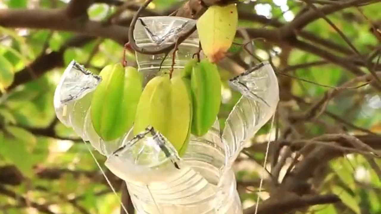 Fruit Grabber Economical Solution for Fruit Harvesting