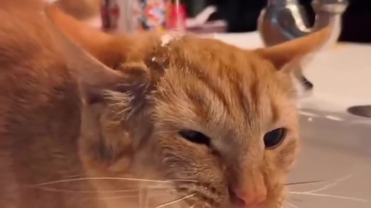 When there is a silly cat at home