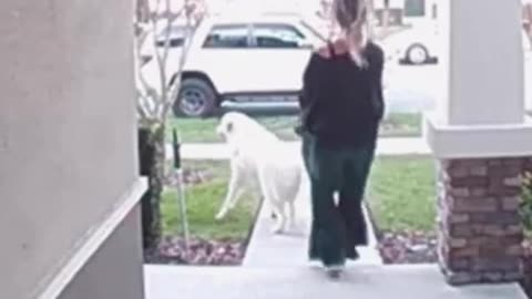 funny video funny memes comedy video funny fails funny video 2024