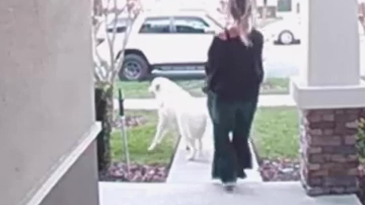 funny video funny memes comedy video funny fails funny video 2024