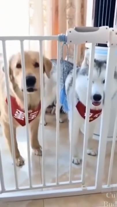 Funny Dog Getting Scared Prank Videos #shorts