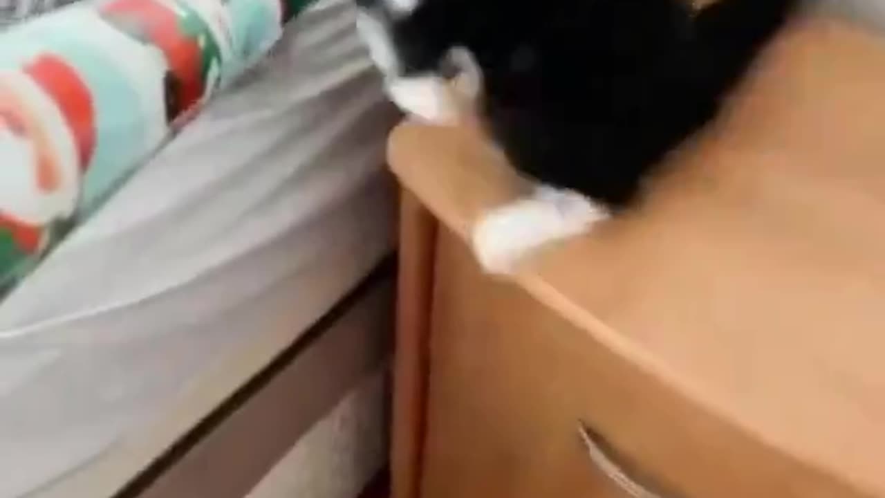 funny caat reactions when scared