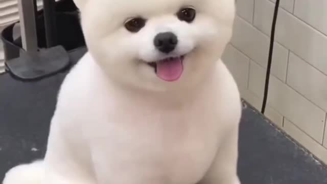 Beautiful Dog Getting His Hair Cut