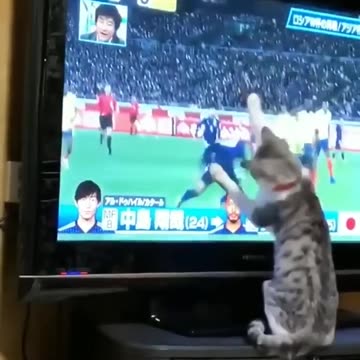 Funny animals - Funny cats- Funny animal videos 2024