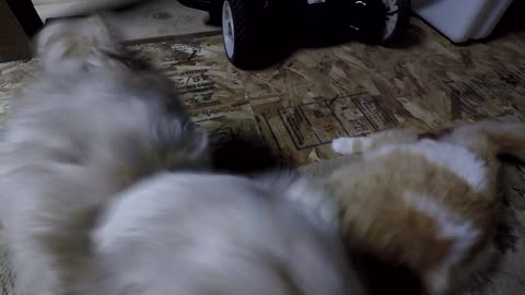 Shih tzu-Jiu Jitsu - Cat/Dog fight (graphic violence)